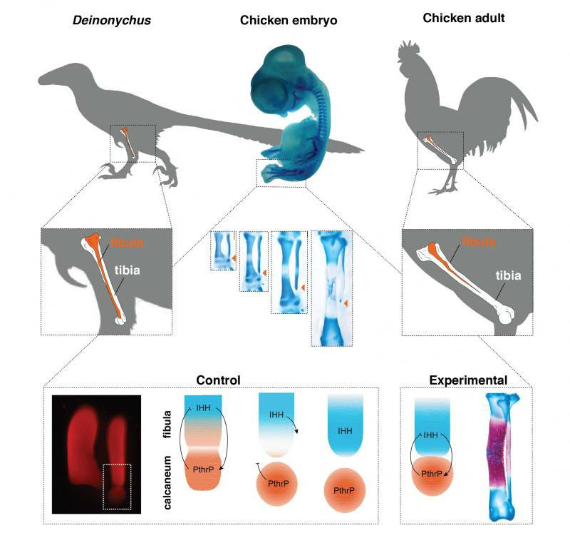 Illustration for article titled Logran que un embrión de pollo desarrolle patas de dinosaurio inhibiendo un único gen